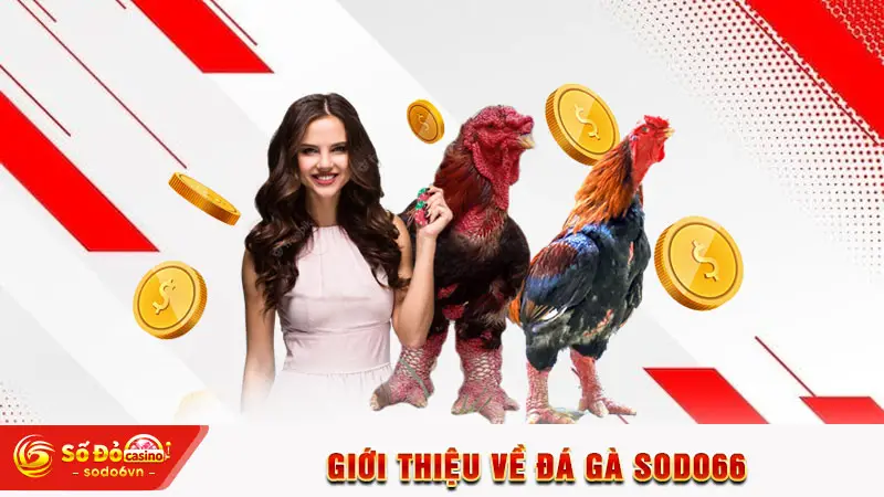 Giới thiệu về đá gà SODO66